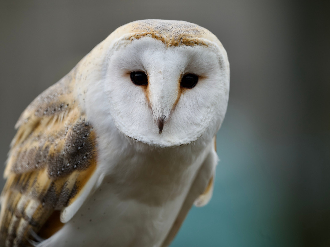 North Somerset Bird of Prey Centre-Congresbury必去景点