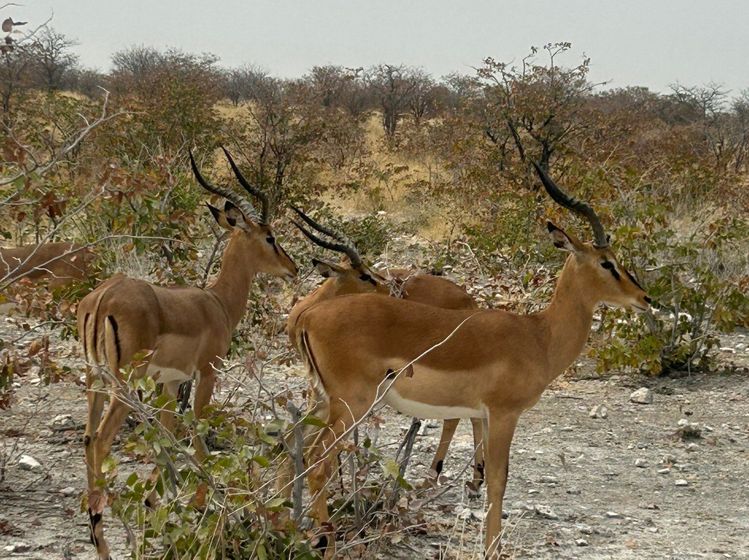 Ondjou Tours cc-华维斯湾必去景点