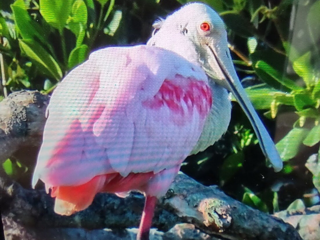 Tampa Bay Watch Discovery Center-圣彼德斯堡必去景点