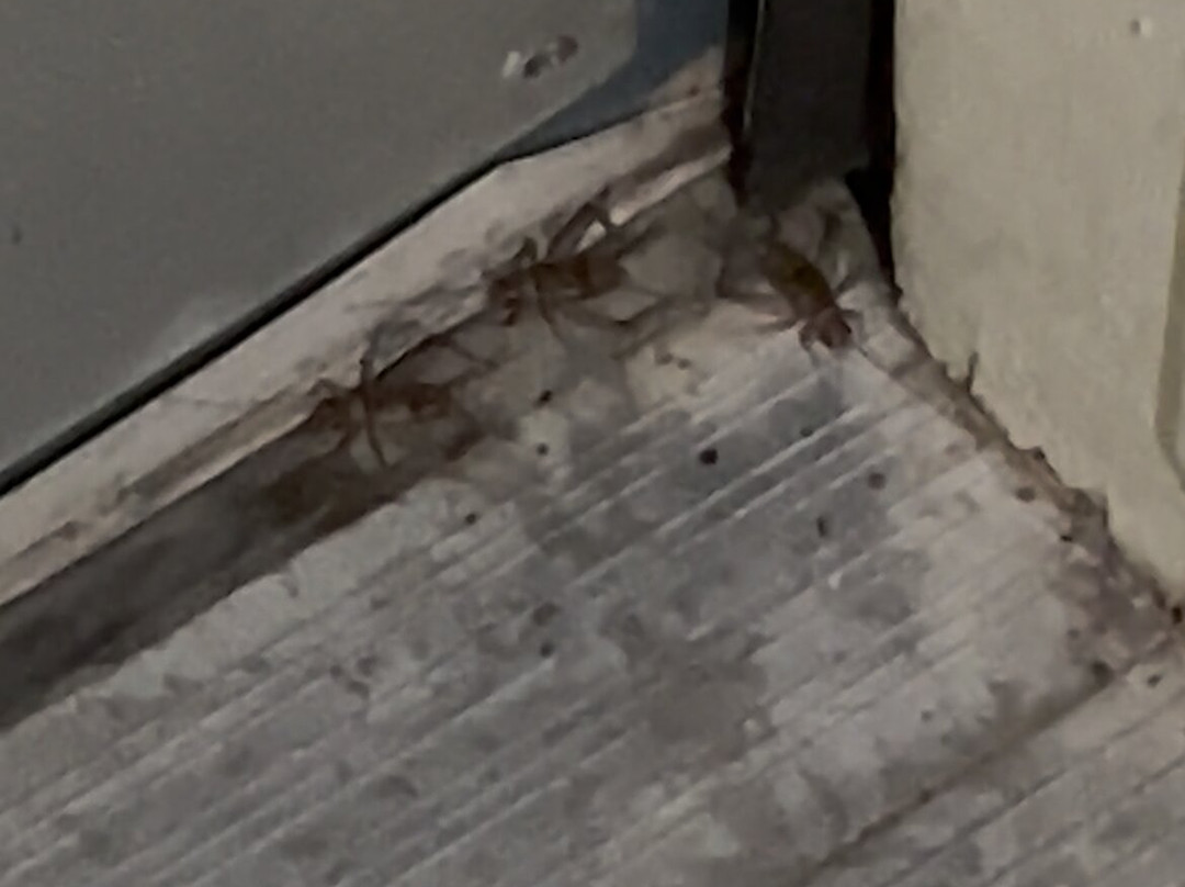 Rodeway Inn & Suites主图