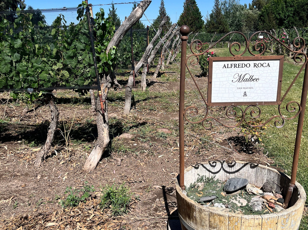 Bodega Alfredo Roca-圣拉斐尔必去景点