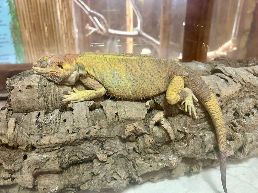 大沼泽地鳄鱼场-霍姆斯特德必去景点