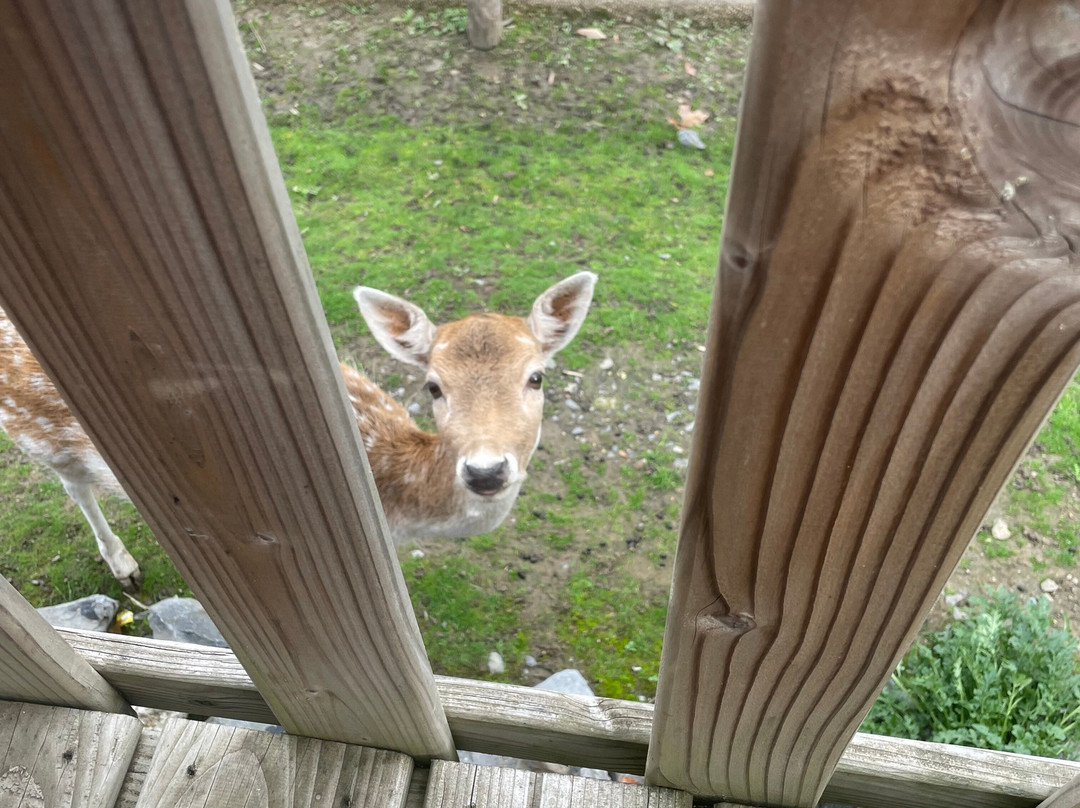 Pairi Daiza Resort主图