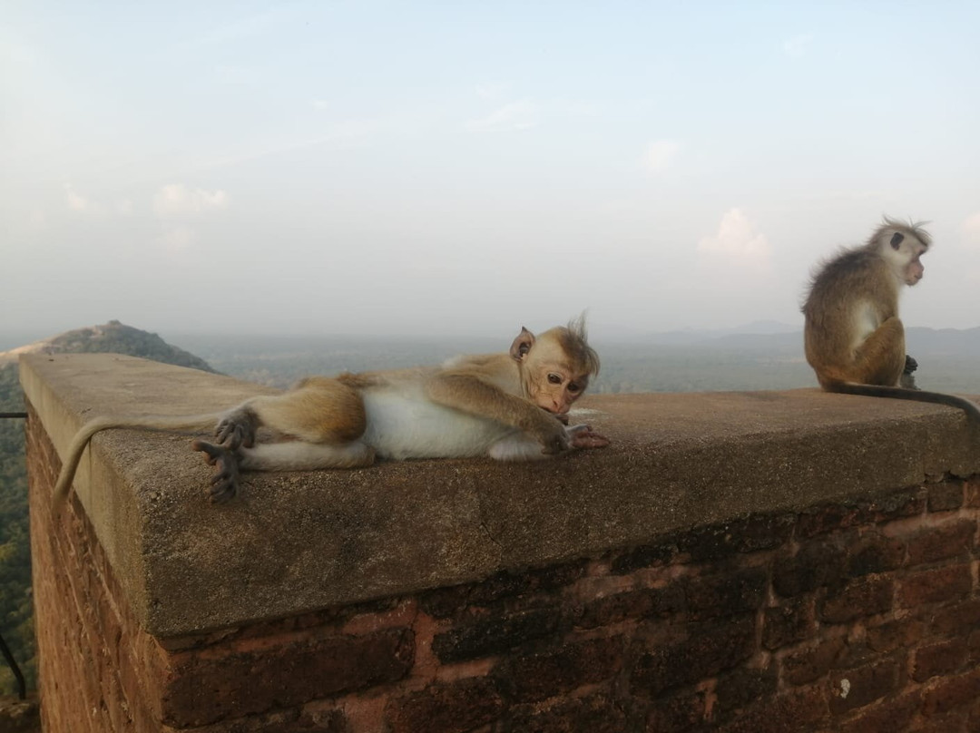 Green Shadows Beach Hotel主图