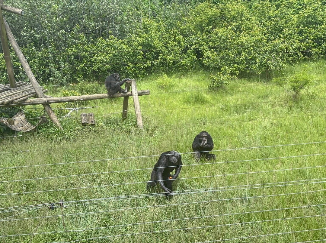Jane Goodall Chimpanzee Eden Sanctuary-尼斯普鲁特必去景点