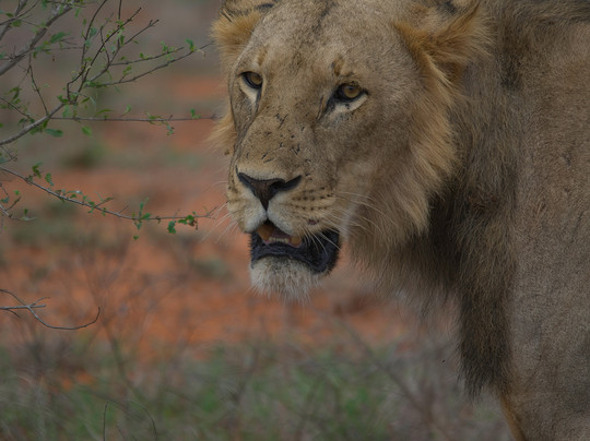 Cariola Safari Kenya-瓦塔木必去景点