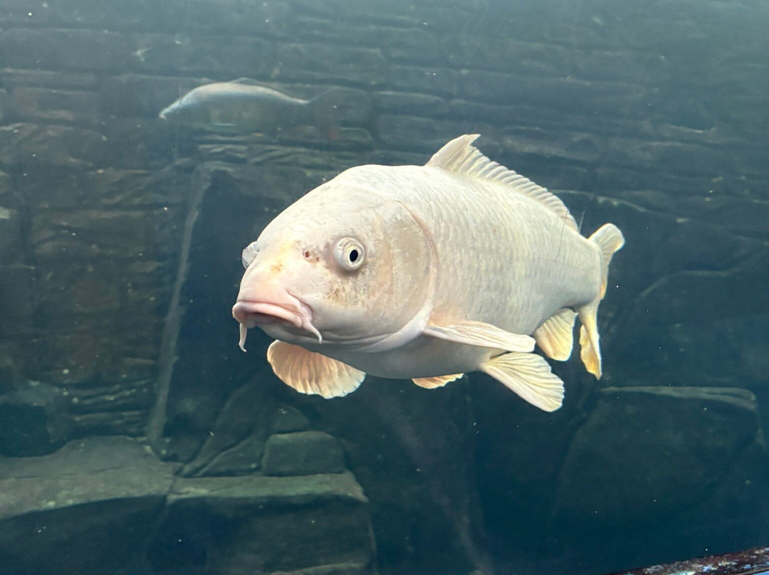 Lakes Aquarium-Newby Bridge必去景点