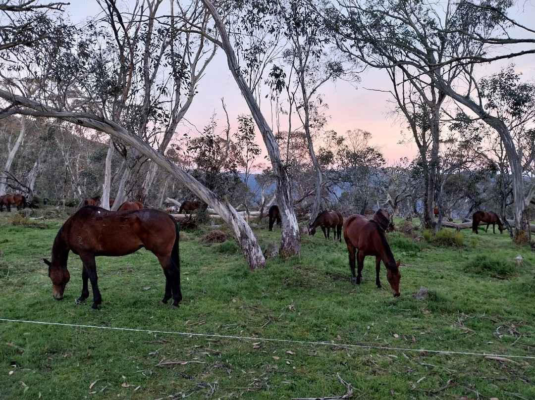 Watson's Mountain Country Trail Rides - Day Tours-曼斯菲尔德必去景点