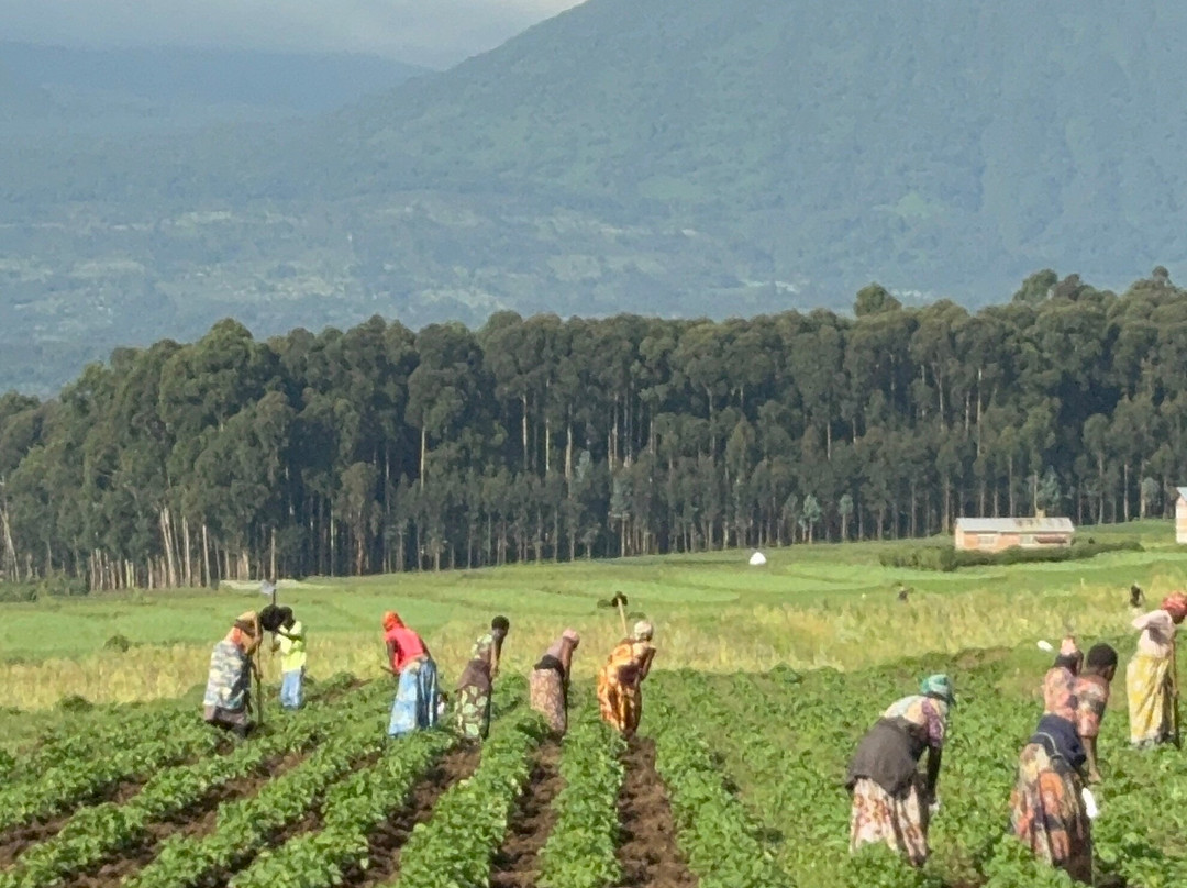Gorilla Safari Consultants-坎帕拉必去景点