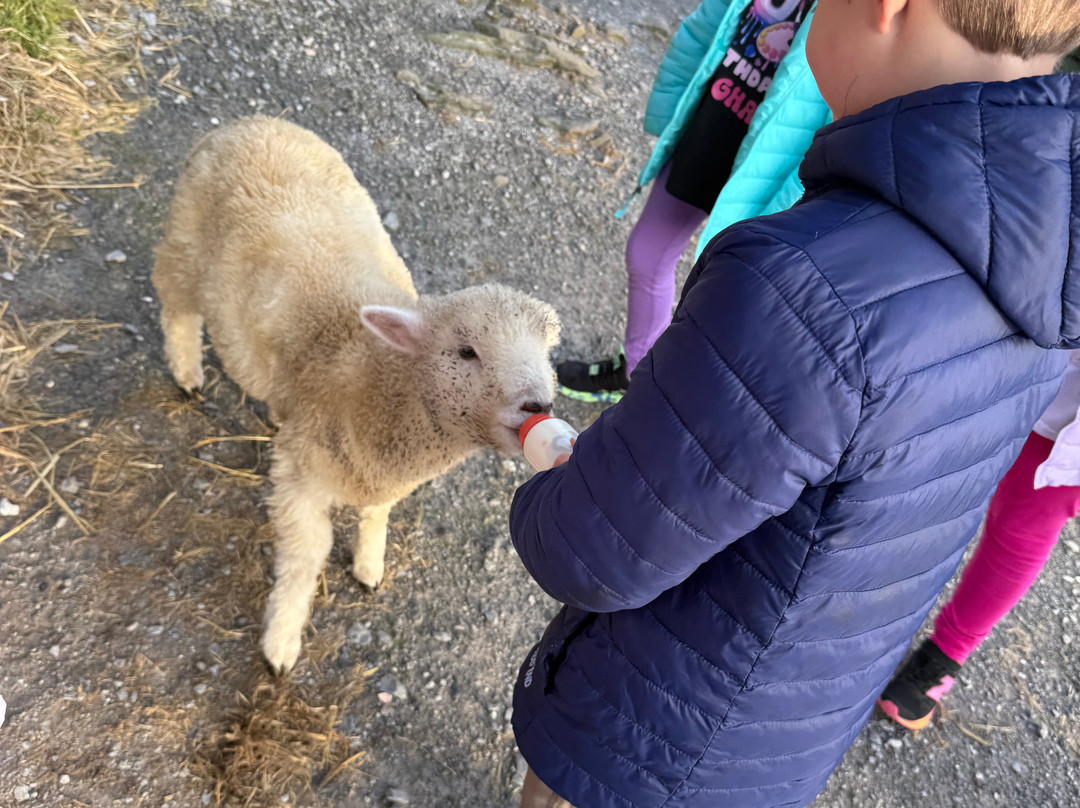Hold A Baby Lamb-Glanfahan必去景点