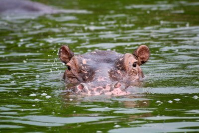 Big Lion Trails Safaris-坎帕拉必去景点