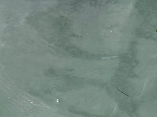 Gasparilla Boat Tours-恩格尔伍德必去景点