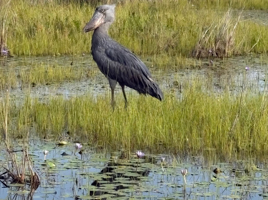 Shoebill Uganda Tours-恩德培必去景点