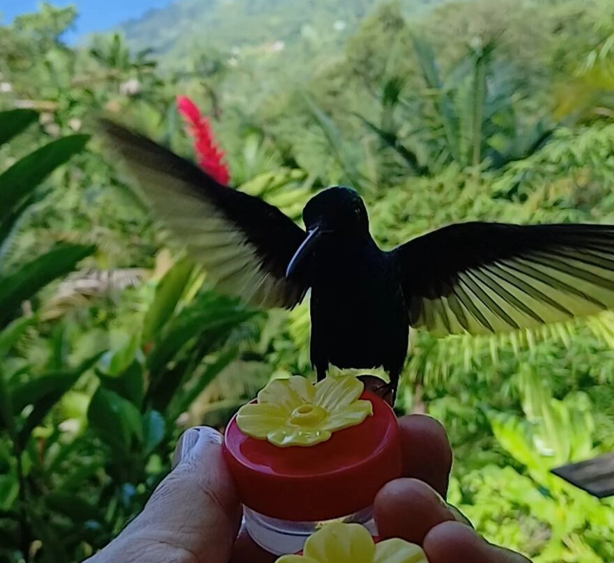 Shurland Nature Park-多巴哥必去景点