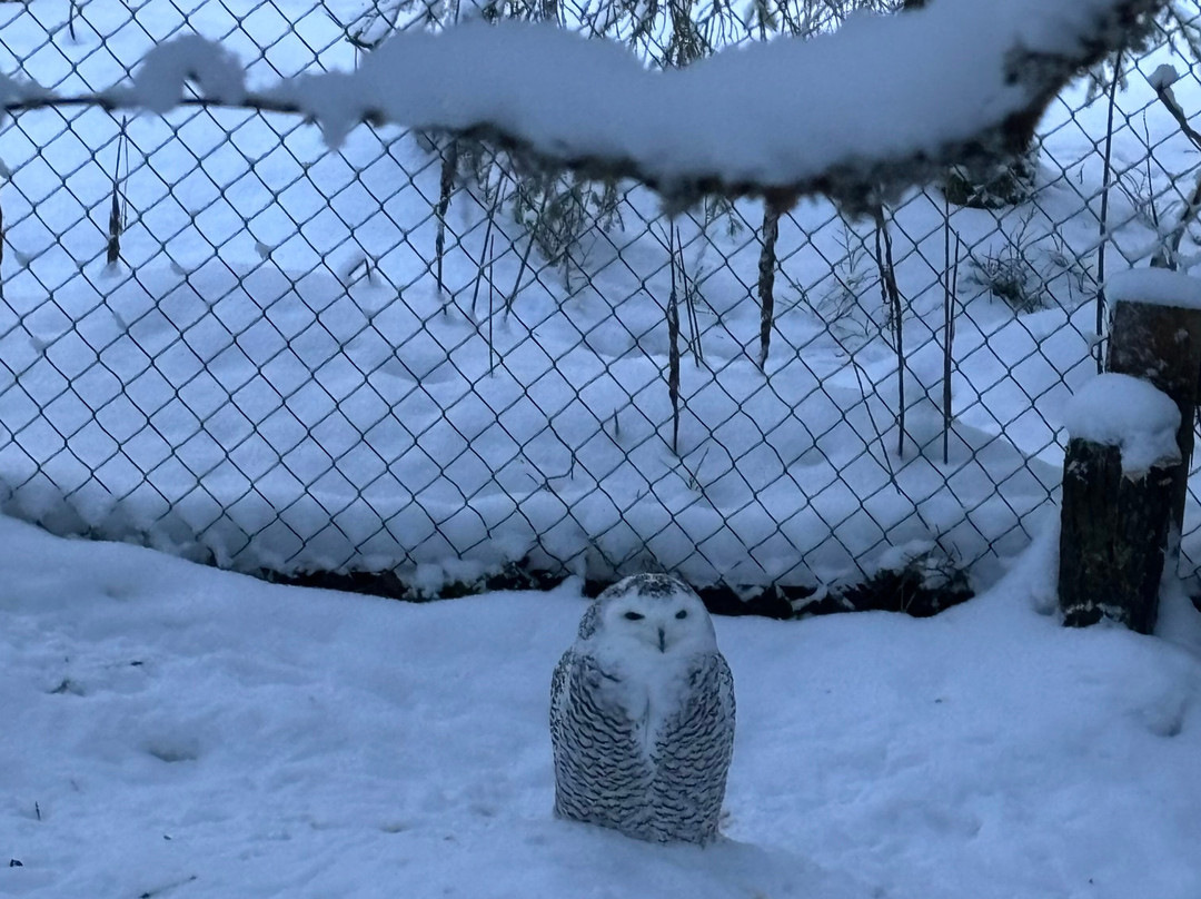 北极圈标线雪地公园-罗瓦涅米必去景点