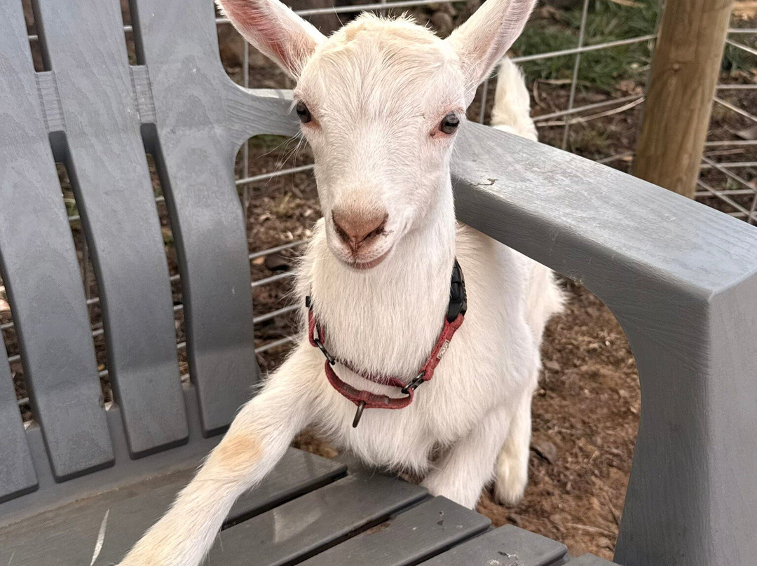 冲浪山羊农场-库拉必去景点