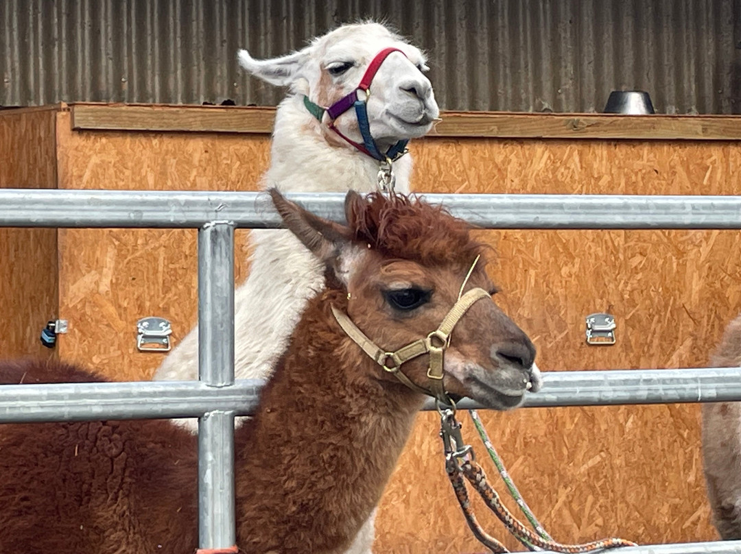 Maerkischer Lamahof - Zadik-Lamas-Mittenwalde必去景点