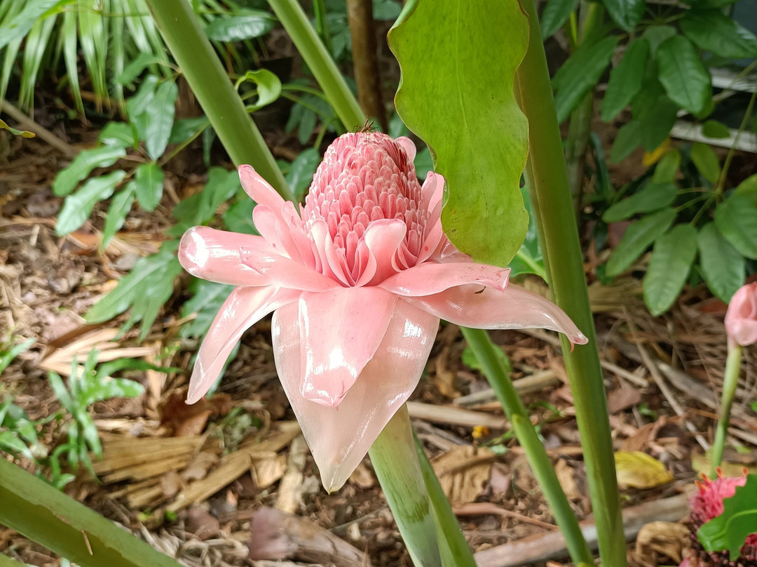 Maison Eureka-毛里求斯必去景点