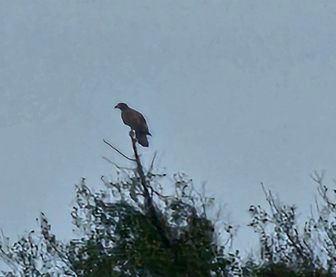 Ragin Cajun Airboat Tours-新奥尔良必去景点