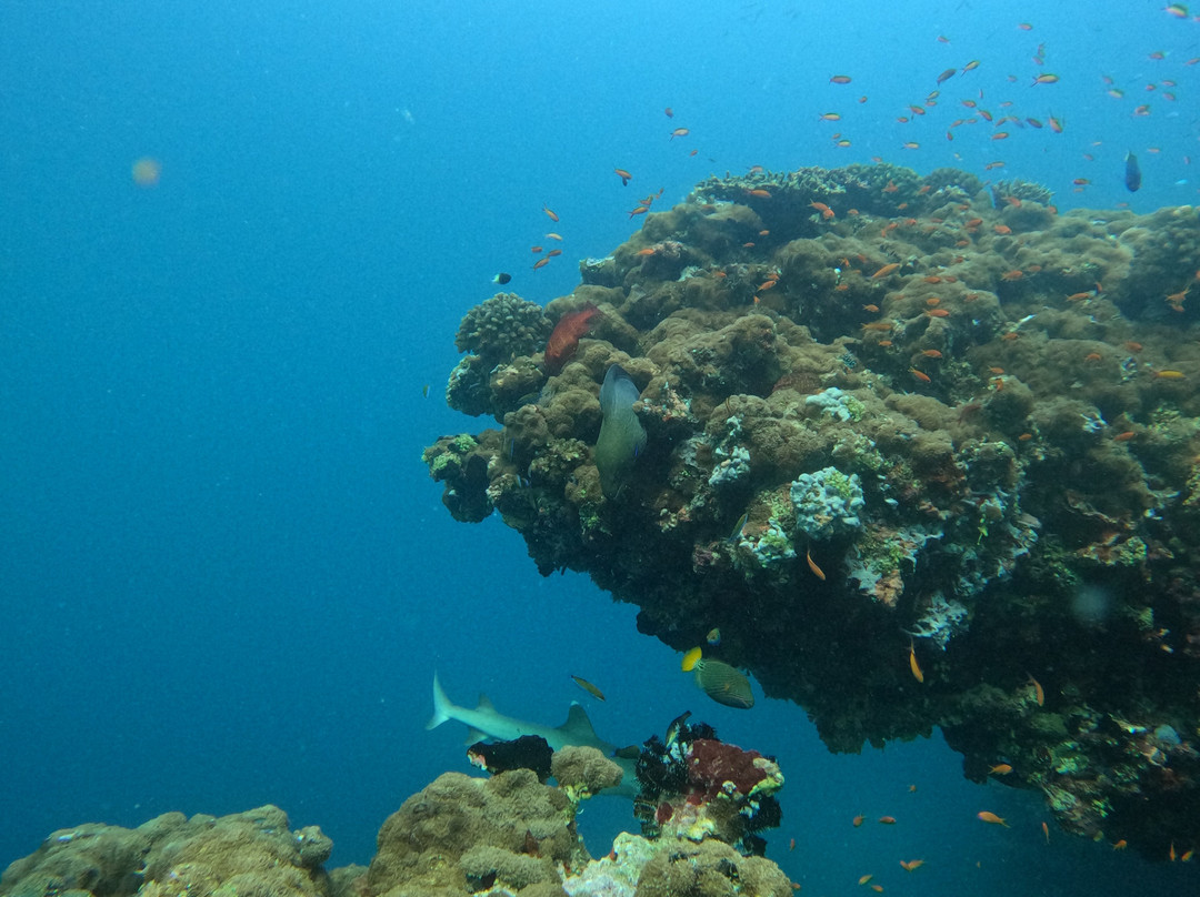 Diving Bluetribe Moofushi-南阿里环礁必去景点