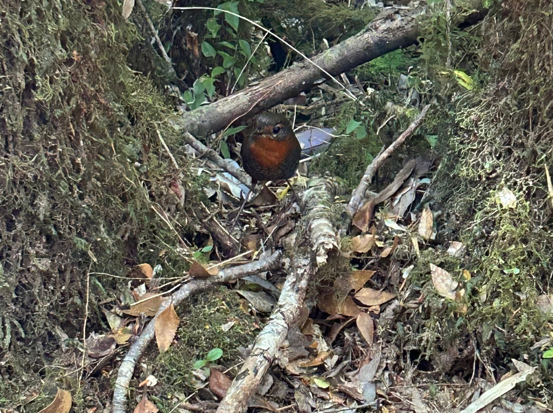 Parque Tepuhueico-Chonchi必去景点