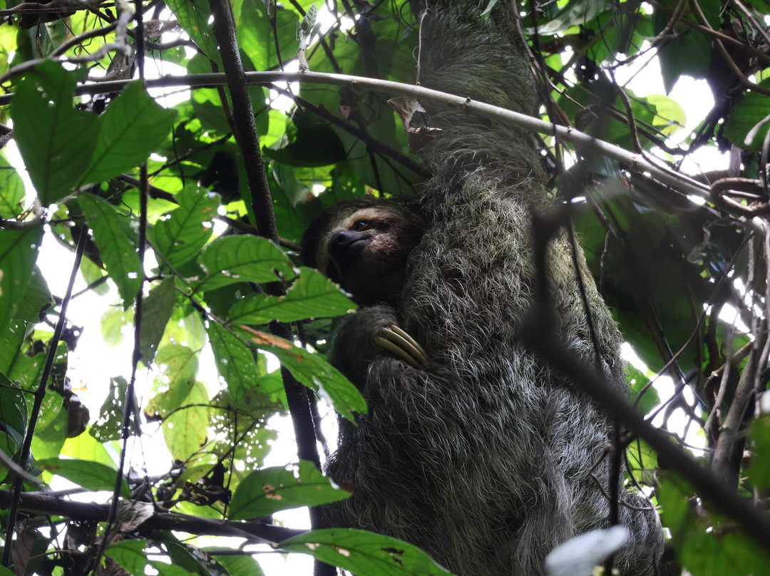 Surcos Tours-希门尼斯港必去景点