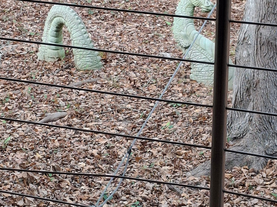 The Swamp Park-Ocean Isle Beach必去景点