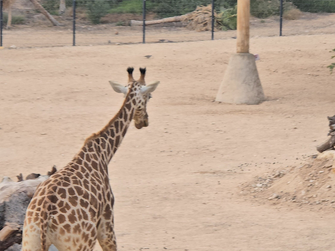 Al Ain Zoo 2017 2018 2019-艾因市必去景点