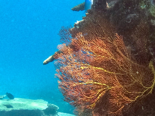 Purple Turtle Fiji-丹娜努岛必去景点