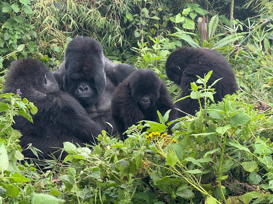Rwanda Gorilla Trek - Day Tours-Huye必去景点