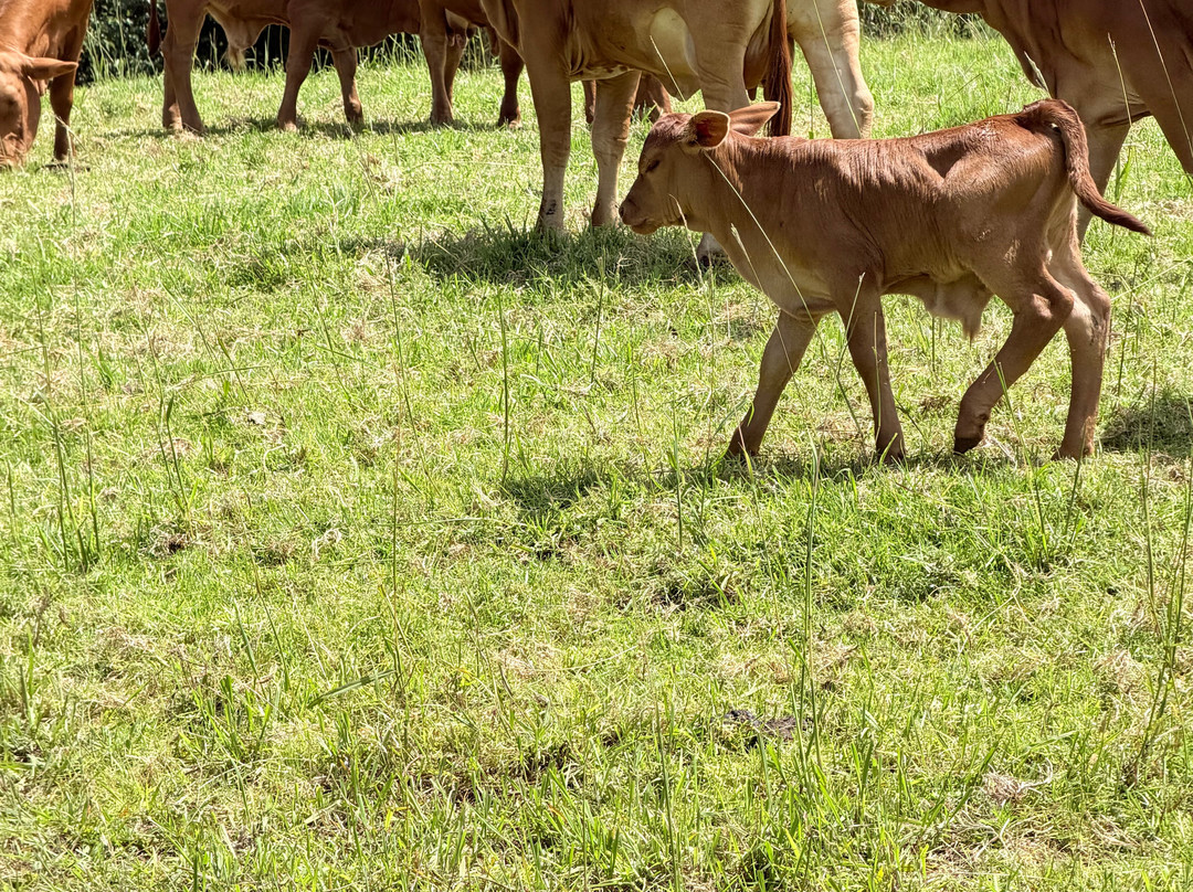 Beechmont Estate主图