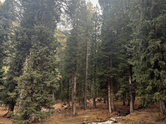 Sunway Kashmir Tour & Travels-斯利那加必去景点