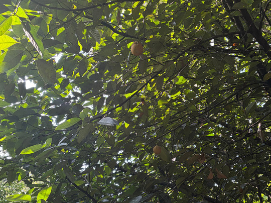 Greenland Spices & Ayurvedic Garden-Thokkupara必去景点