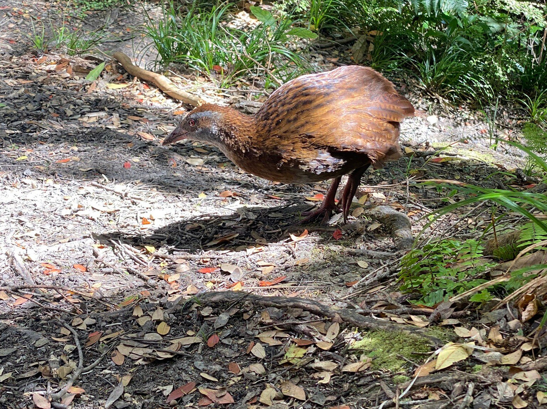 Kapiti Island Eco Experience-帕拉帕拉乌姆必去景点