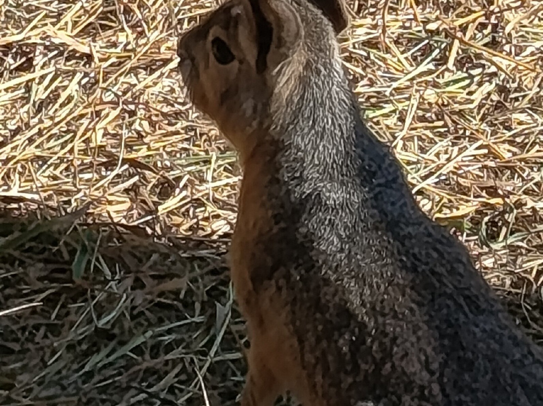 The Bonanza Exotic Zoo-北冲县必去景点