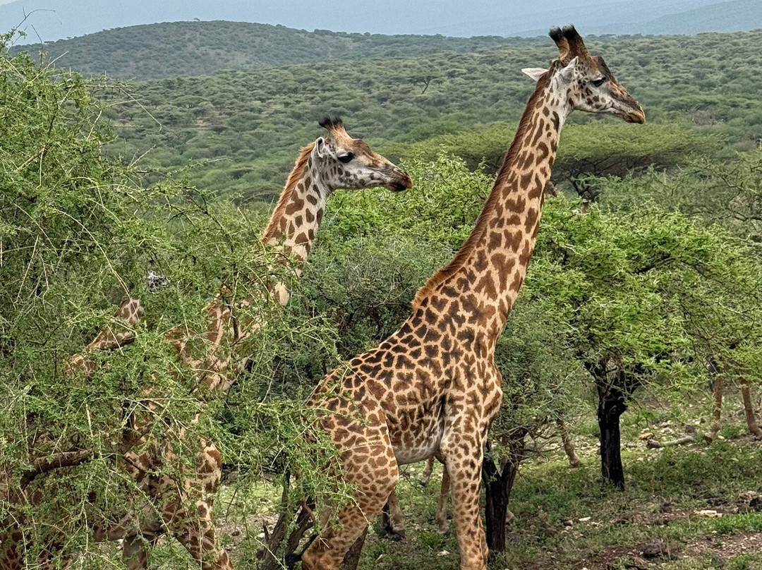 African Scenic Safaris-莫西必去景点