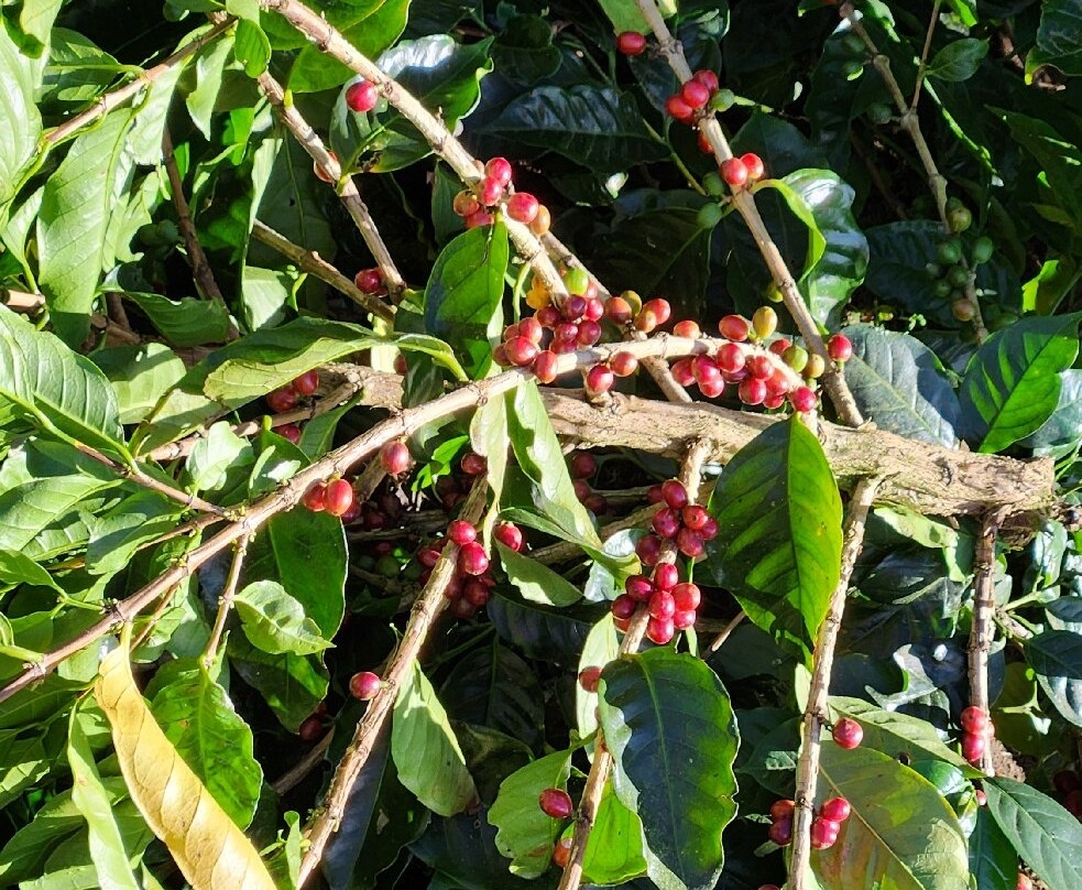 Café Monteverde Coffee Tour-圣埃伦娜必去景点