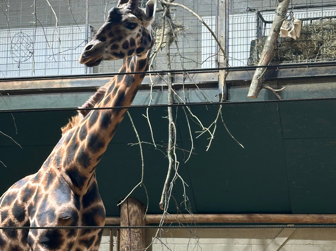 Marwell Zoo-温彻斯特必去景点