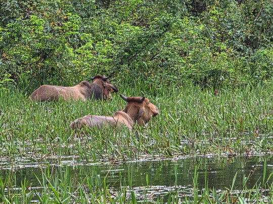 Ecolodge Flottant - Marais de Kaw-Regina必去景点