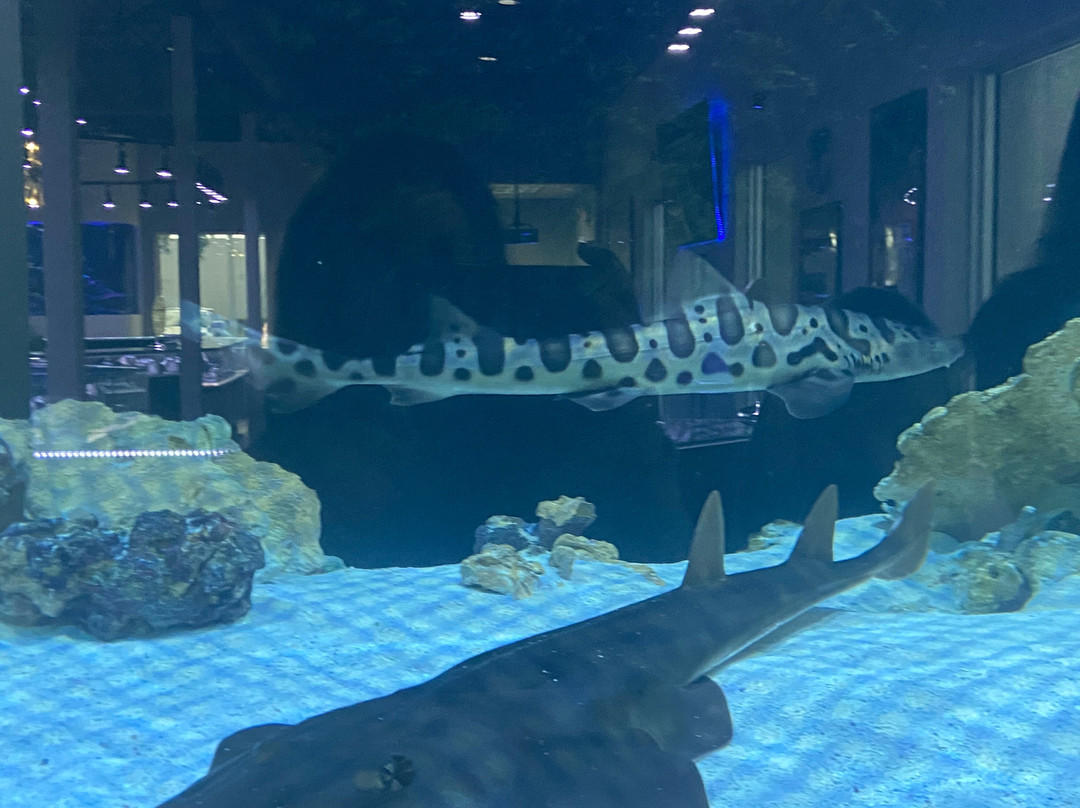 Boca Aquarium-博卡拉顿必去景点