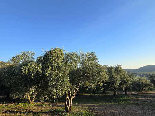 Olive Oil Mill Vellezerit Goxha-Konispol必去景点