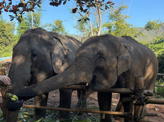 Elephant Sanctuary Care Park-清迈必去景点