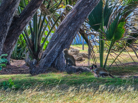 The Agard Experience-布里奇顿必去景点