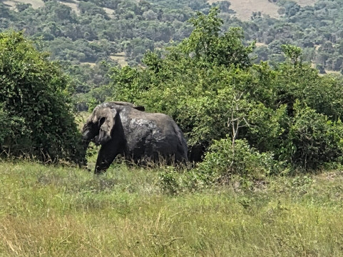 Akagera National Park Safari-Akagera必去景点
