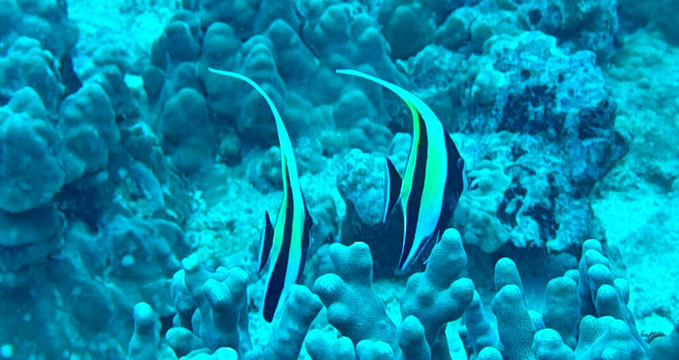 Trident Adventures-火奴鲁鲁必去景点