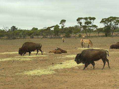 Monarto Safari Park-Monarto必去景点