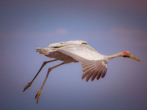 The Western Treatment Plant-韦里比必去景点