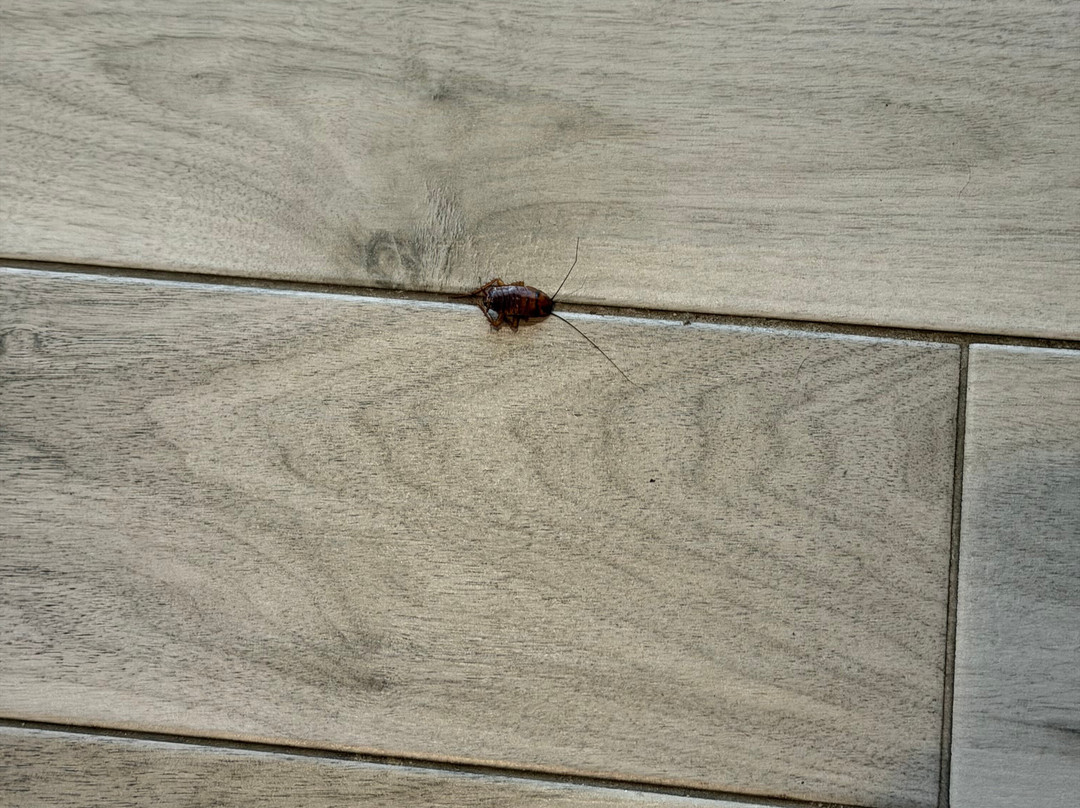 Fripp Island Resort主图