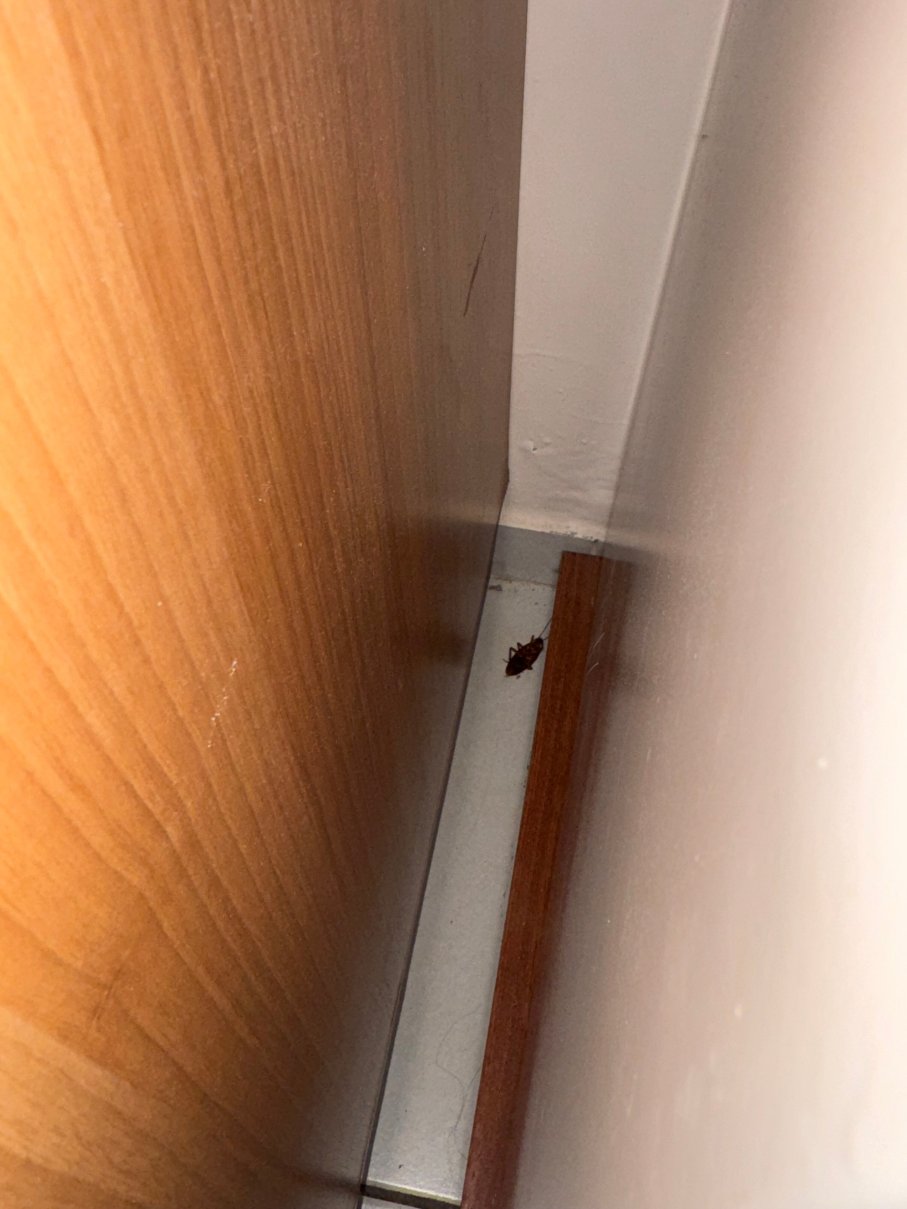 安德拉德德拉巴西尔酒店-官方