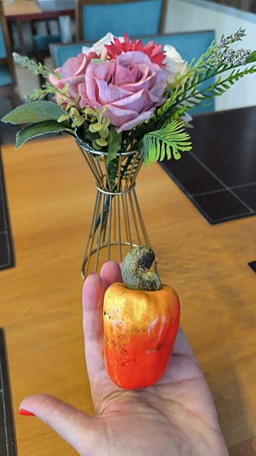 阿拉卡茄毕达姆酒店 - 特兰萨美利加系列-官方